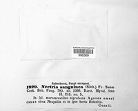 Dialonectria sanguinea image